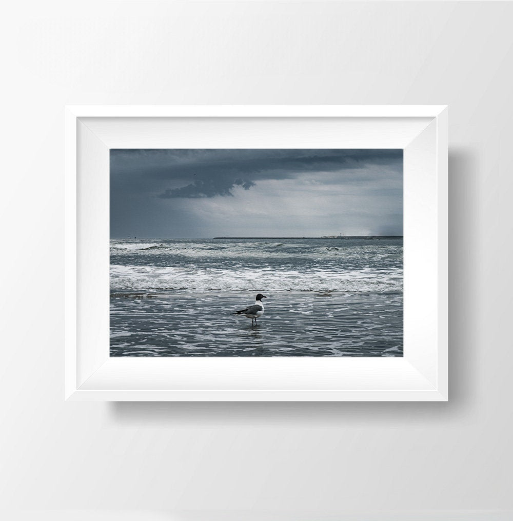 Seaside Contemplation - Seagull in the Atlantic Ocean Photography Print