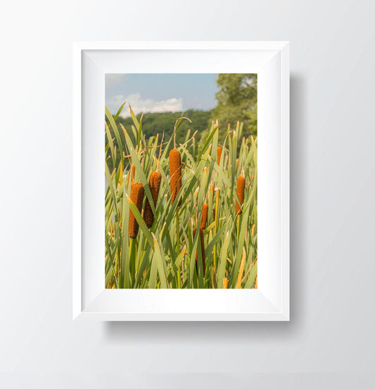 August Radiance - Lakeside Cattails Photography Print