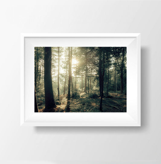 Enchanted Forest Whispers - Adirondacks Woods Photography Print