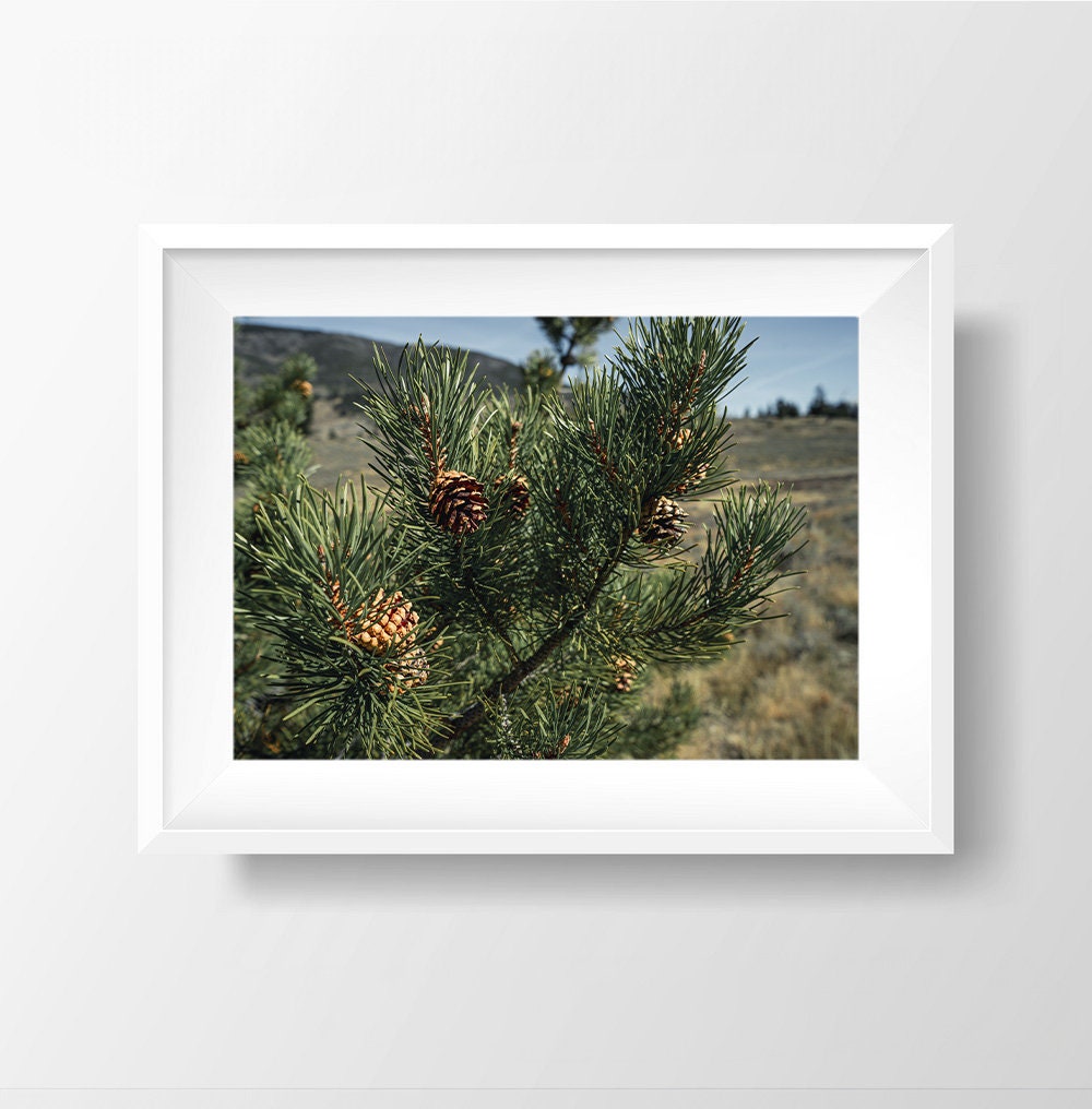 Colorado Pine Needles