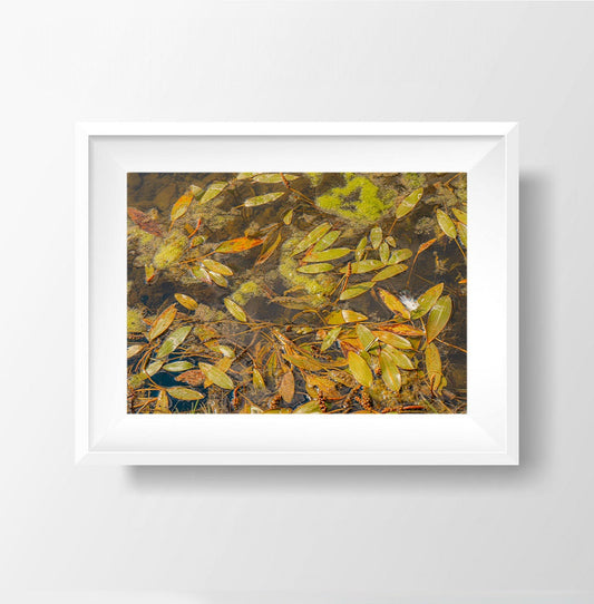 Summer Ripples - Leaves in the Lake Photography Print