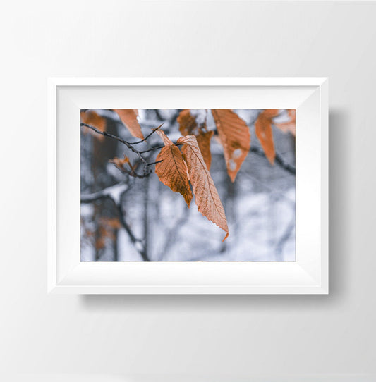 Winter's Embrace - Orange Leaves in Snow Photography Print