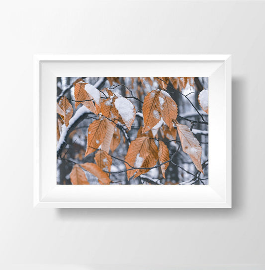 Autumn's Last Stand - Snow-Kissed Leaves in Winter's Embrace Photography Print